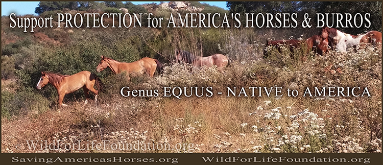 Genus Equus - Native to America